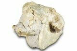 Fossil Oreodont (Merycoidodon) Skull - South Dakota #285131-7